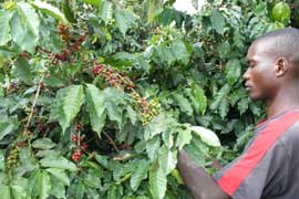Coffee Plant
