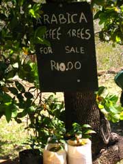 Coffee Plant